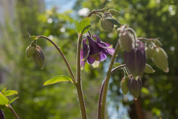 An attractive maroon flower Aquilegia atrata, looking down with a few buds and a velvety stem against a background of blurred bokeh green foliage of trees and blue sky.
