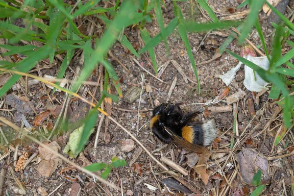 Dode Vroege Hommel Met Gevouwen Vleugels Gestreepte Grijs Zwart Bruine — Stockfoto