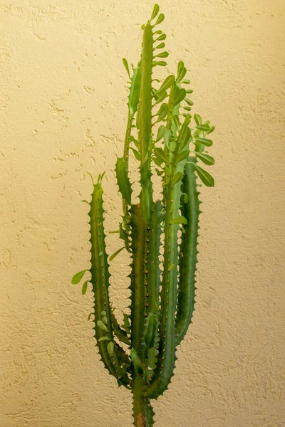 Suckulent Euphorbia Trihedral Euphorbia Trigona Som Har Central Stam Och — Stockfoto
