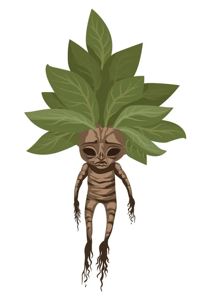 Vetores de Século 19 Entalhes De Um Mandrake Raiz e mais imagens de  Antiguidade - Antiguidade, Beleza, Desenho - iStock