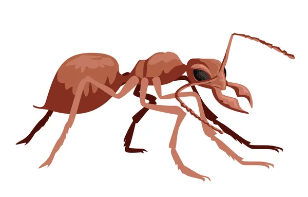 Afrikansk Röd Jätte Insekt Myra — Stock vektor
