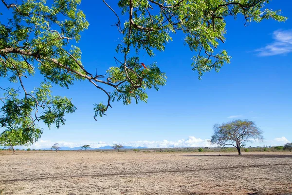 Torrt Träd Med Gren Och Blad Förgrunden Med Klarblå Himlen — Stockfoto