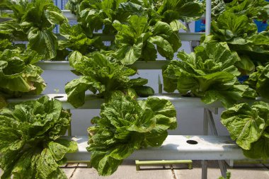 Modern çiftlikte yetişen hidrofonik sebzeler