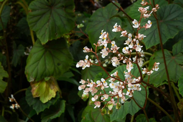 白ベゴニアグランディスの花 撃つんだ — ストック写真