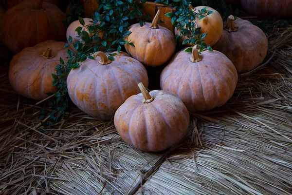 Montão Abóbora Pequena Halloween Tema — Fotografia de Stock