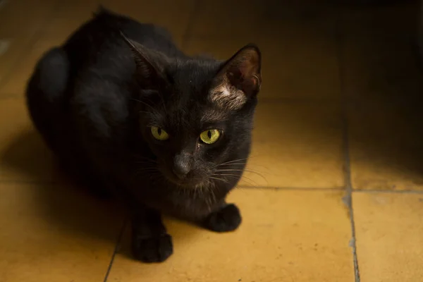Gato Preto Com Olhos Amarelos Chão — Fotografia de Stock