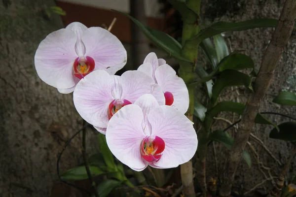 Branch White Moth Orchid Flowers — Stock Photo, Image