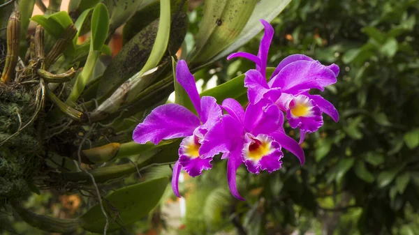 Cattleya Gaskelliana Labiat Cattleya Art Orkidé Guarianthe Färgglad Lila Blommor Stockfoto