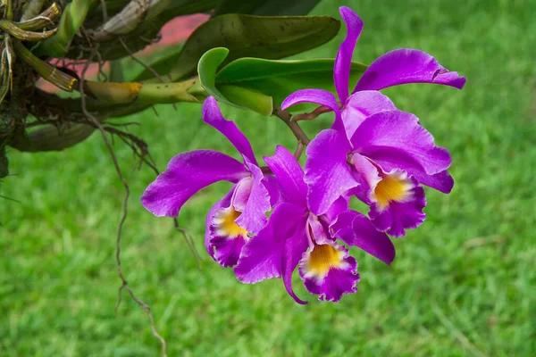 Cattleya Gaskelliana Labiat Cattleya Art Orkidé Guarianthe Färgglad Lila Blommor Royaltyfria Stockbilder