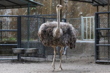 Deve kuşu çiftliğin dış cephesinde.