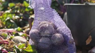 Organik besin taşıyan pancar hasadı.