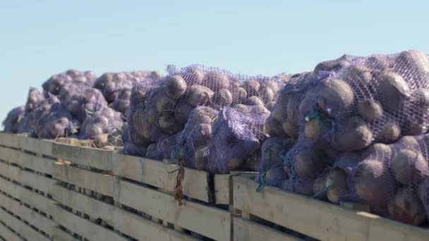 Carregando Sacos Beterraba Vermelha Orgânica Carro Campo Durante Colheita — Vídeo de Stock