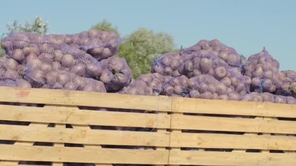 Carregando Sacos Beterraba Vermelha Orgânica Carro Campo Durante Colheita — Vídeo de Stock