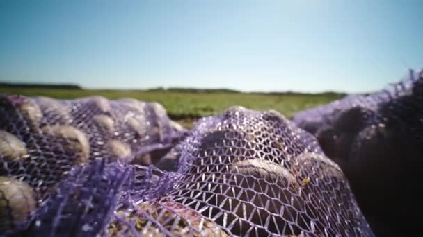 Biologische Rode Bieten Zak Het Veld Tijdens Het Oogsten — Stockvideo