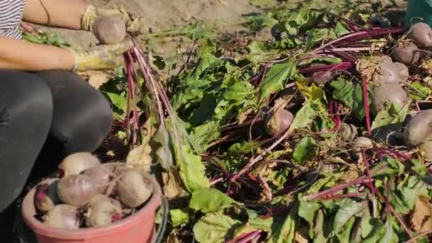 Harvesting Beets Holding Organic Food — Stock Video