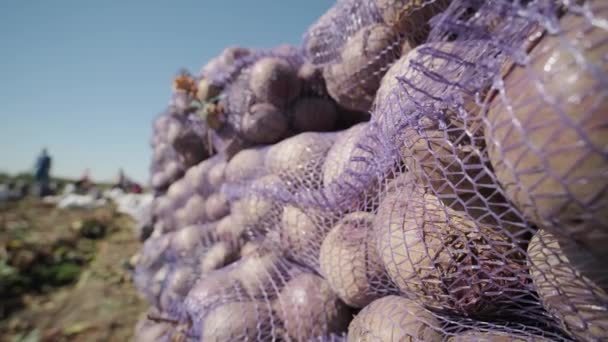 有機食品を保持するビートを収穫 — ストック動画