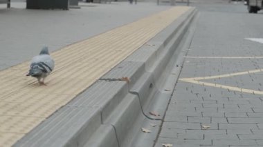 Kapsamlı bir şehir alanı için otobüs durakları için özel kaldırım. Kaldırımda güvercin