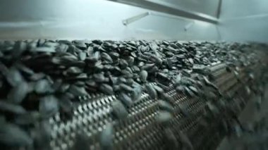 Bir sürü tohum Ay çekirdeği pişirme makinesi. Kızarmış ayçekirdeği arabadan çıkar. Gıda üretimi