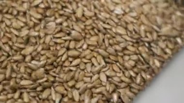 Bir sürü tohum Ay çekirdeği pişirme makinesi. Kızarmış ayçekirdeği arabadan çıkar. Gıda üretimi