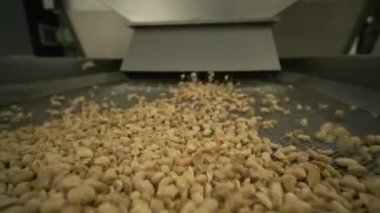 Kızarmış fıstık. Fındık fabrikasındaki operasyonları sıralıyorum. Kavrulmuş fıstık paketleme üretim hattı.