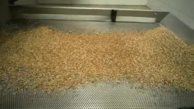 Bir sürü tohum Ay çekirdeği pişirme makinesi. Kızarmış ayçekirdeği makineden çıkıyor. Gıda üretimi