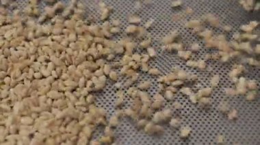 Bir sürü tohum Ay çekirdeği pişirme makinesi. Kızarmış ayçekirdeği makineden çıkıyor. Gıda üretimi