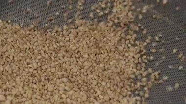 Bir sürü tohum Ay çekirdeği pişirme makinesi. Kızarmış ayçekirdeği makineden çıkıyor. Gıda üretimi