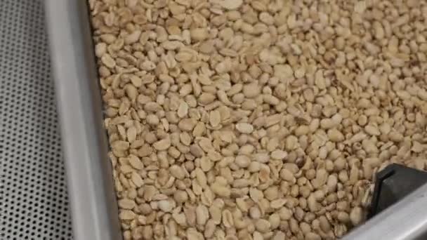 Erdnüsse Rösten Sortierarbeiten Der Nussfabrik Produktionslinie Für Geröstete Erdnussverpackungen — Stockvideo