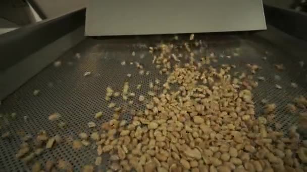 Des Cacahuètes Rôties Opérations Tri Usine Noix Ligne Production Emballages — Video