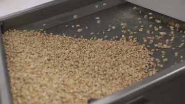 Kızarmış fıstık. Fındık fabrikasındaki operasyonları sıralıyorum. Kavrulmuş fıstık paketleme üretim hattı
