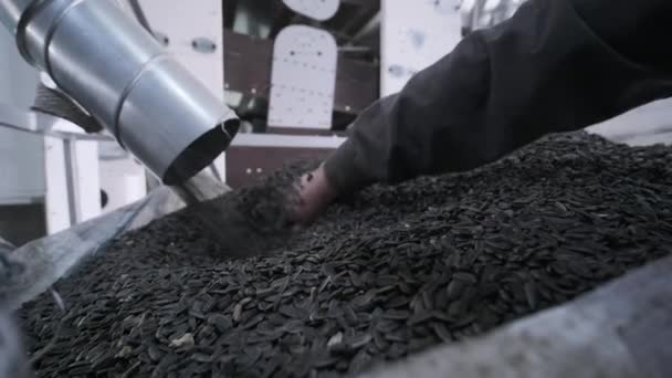 Bir Sürü Tohum Çekirdeği Pişirme Makinesi Kızarmış Ayçekirdeği Makineden Çıkıyor — Stok video