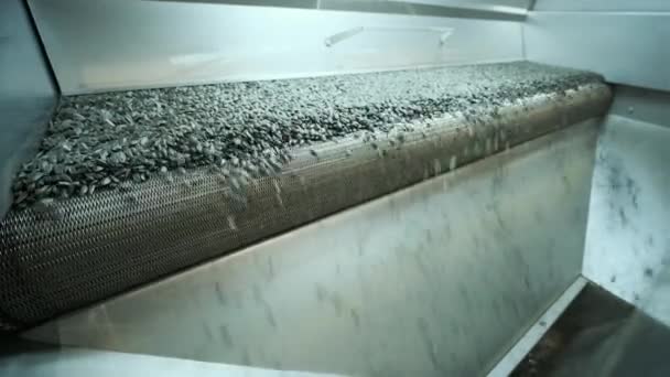 Many Seeds Sunflower Seeds Baking Machine Moving Fried Sunflower Seeds — Stock Video