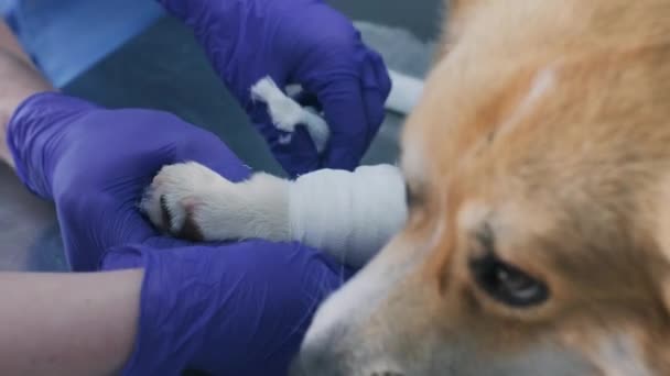 Veteriner Takımı Hasta Bir Corgi Köpeğinin Patisini Bandajlıyor — Stok video