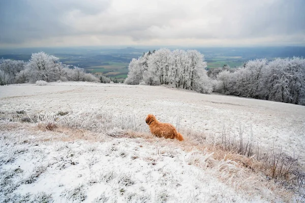 Frost and snowy highland landscape with dog on meadow, white frozen tree and countryside with castle ruin on background in winter. Czech Paradise, Czech republic, hill Kozakov.