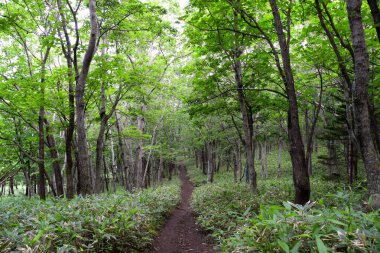 Shiretoko Ulusal Parkı, Hokkaido, Japonya 'daki Furepe Şelalesi çevresindeki yeşil alan..