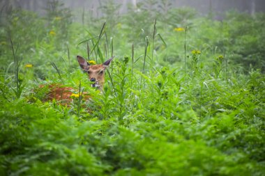 Ezo geyiği ya da Hokkaido geyiği sisli yaz sabahı Japonya 'nın Hokkaido şehrinde Shiretoko Ulusal Parkı' nda otluyor..