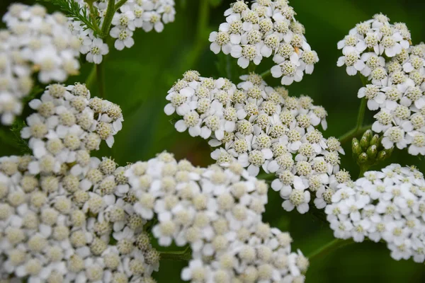 Close White Yarrow Flowers Bloom Summer Season Ozora Town Hokkaido — Stock Photo, Image