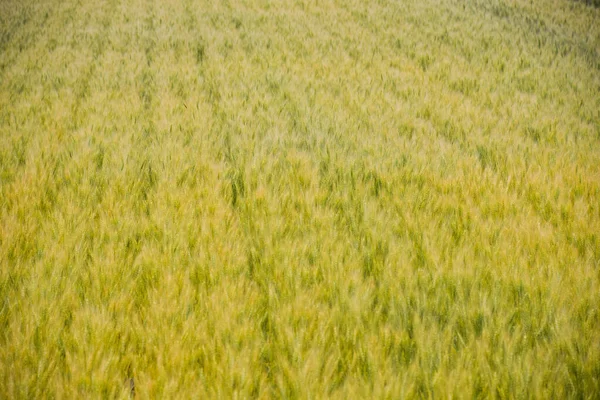 Muster Von Weizenpflanzen Der Stadt Ozora Hokkaido Japan — Stockfoto