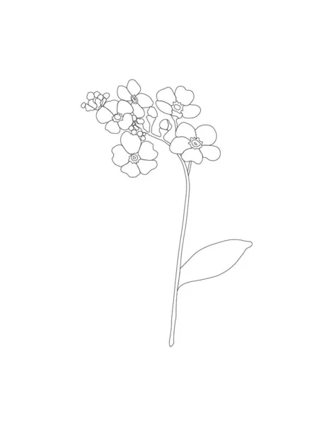Ručně Kreslené Ilustrace Zapomeňte Květiny Izolované Bílém Pozadí Květ Černým — Stockový vektor