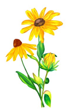 Beyaz arka planda izole edilmiş sarı ve yeşil rudbeckia buketinin elle çizilmiş suluboya çizimi.
