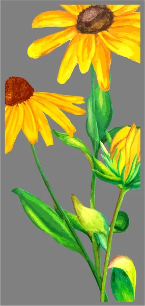 Ilustração Aquarela Desenhada Mão Buquê Rudbeckia Amarelo Verde Sobre Fundo —  Vetores de Stock