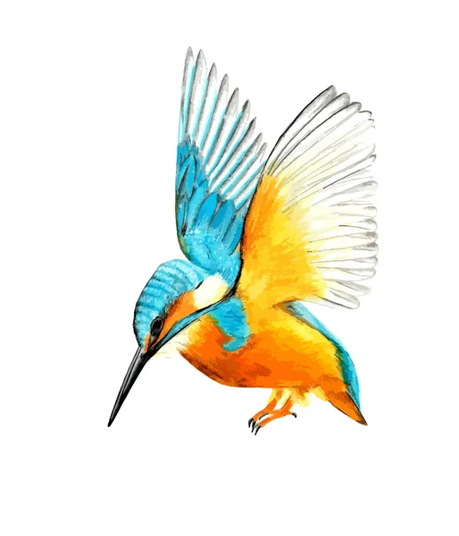 Aquarelle Dessinée Main Illustration Colorée Alcedo Bleu Orange Isolé Sur — Image vectorielle