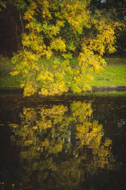 Brüksel 'deki Park Woluwe' da Gölü Suyu Yansıtan Sonbahar Sarı Ağacı