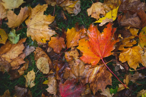 Fallen Yellow Orange Brown Maple Leaves Autumn Rain — Stock Photo, Image