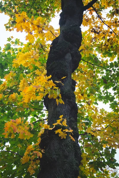 Giant Yellow Autumn Tree Park Brussels Belgium — Stock Photo, Image