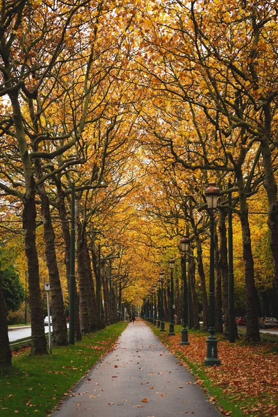 Caminho Pedestre Bicicleta Rodeado Por Árvores Com Folhas Outono Amarelas — Fotografia de Stock