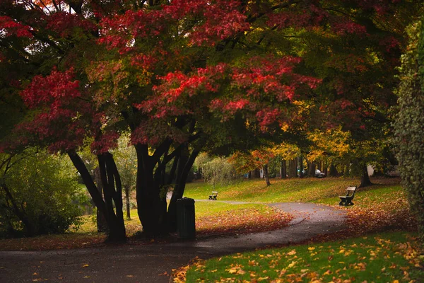 Червоне Дерево Затишна Стежка Лавки Парку Лейбек Брюсселі Бельгія — стокове фото
