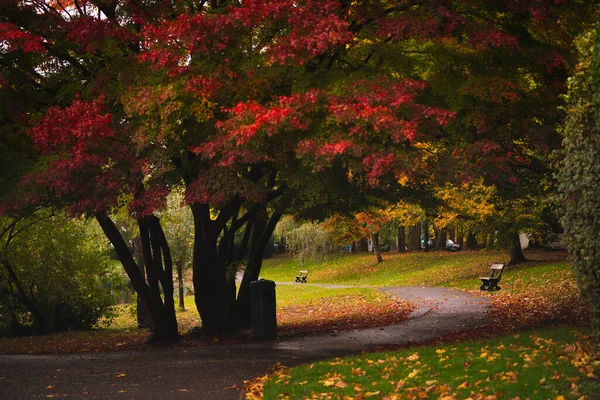 Red Tree Curvy Pathway Benches Park Leybeek Brussels Belgium — Stock Photo, Image