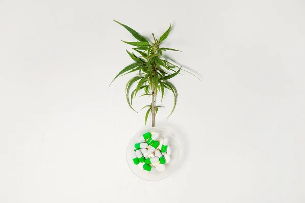 Kenevir ağacı dalı, beyaz arka planda esrar bulunan tıbbi kapsüller. Tıbbi marihuana. Bitkisel alternatif tıp kavramı, cbd yağı, ilaç endüstrisi, kapalı alanda esrar yetiştirme. Boşluğu kopyala
