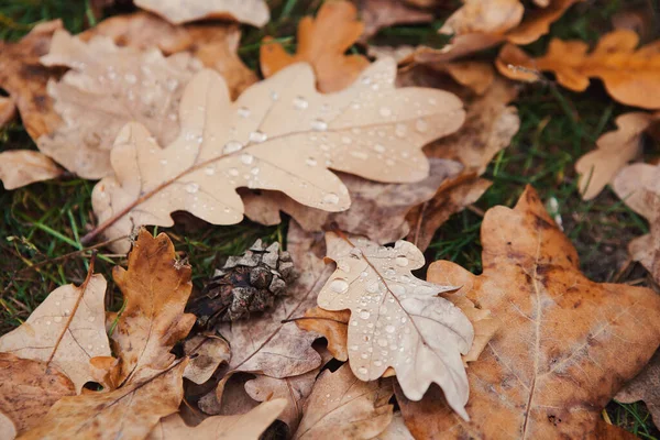 落湿的橡树叶落在森林的地面上 秋天的概念 寒冷的天气 凄凉寂寞的时光 — 图库照片